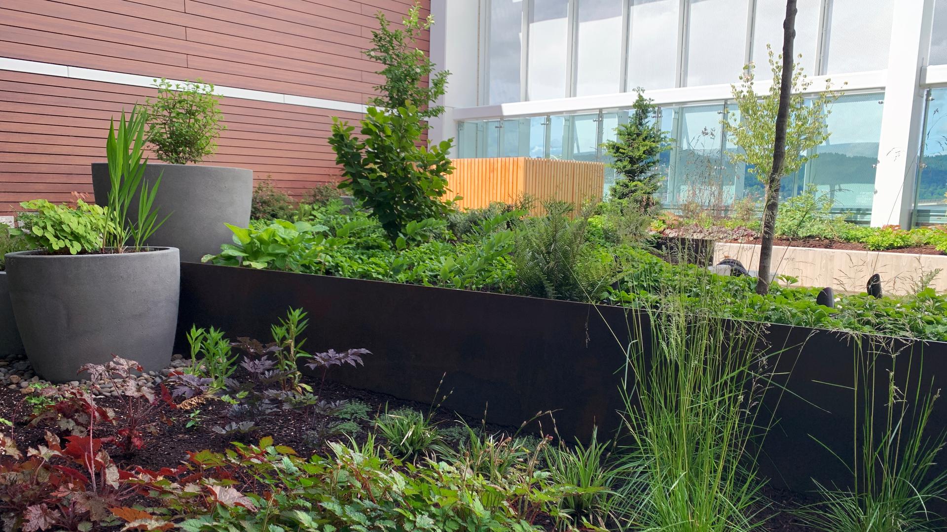Raised planters with diverse plantings along a courtyard wall in the therapeutic garden.
