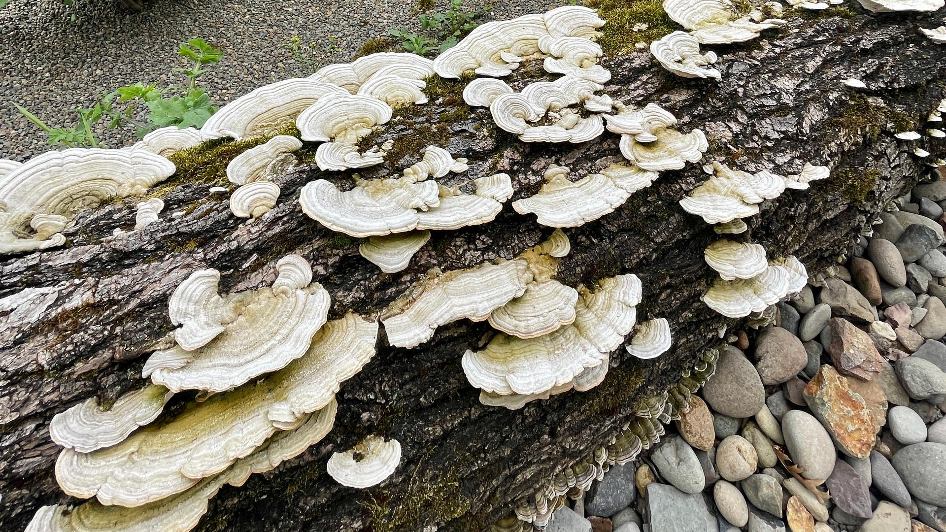 Fungi growing on a fallen log surrounded by rocks in the therapeutic garden.