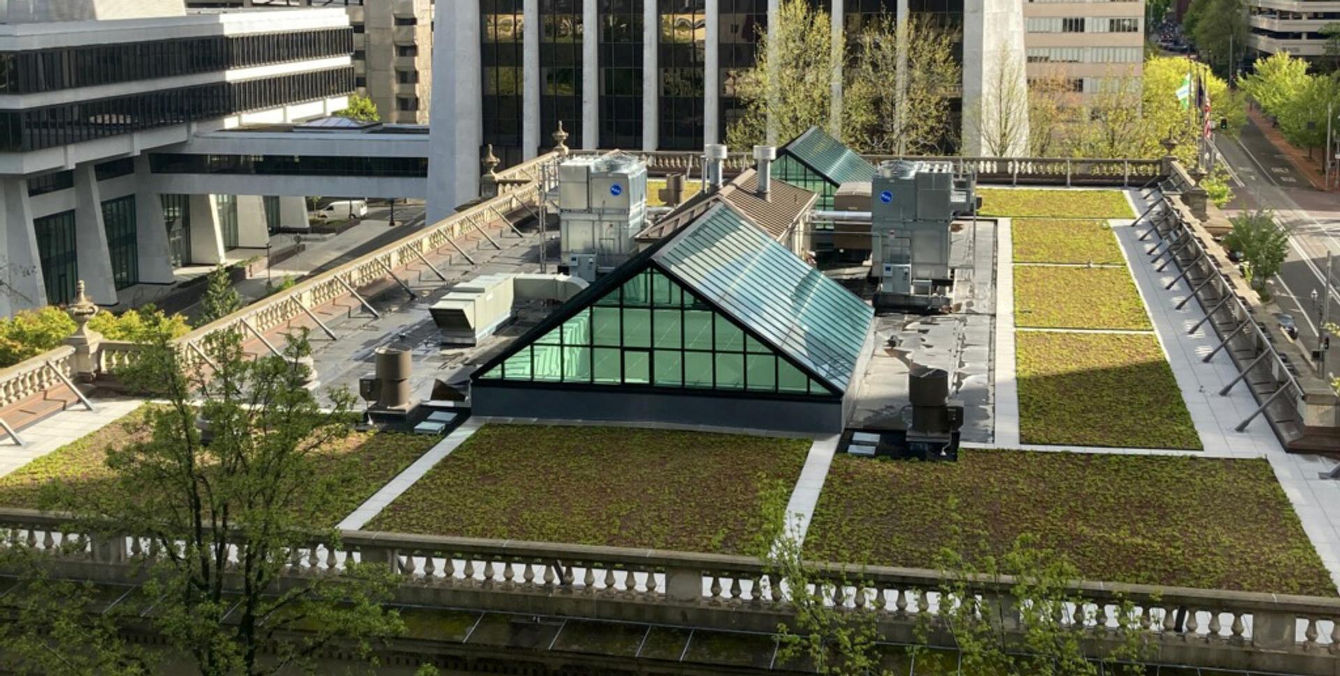 Close-up view of Portland City Hall’s green roof with sedum plantings around skylights and mechanical equipment.