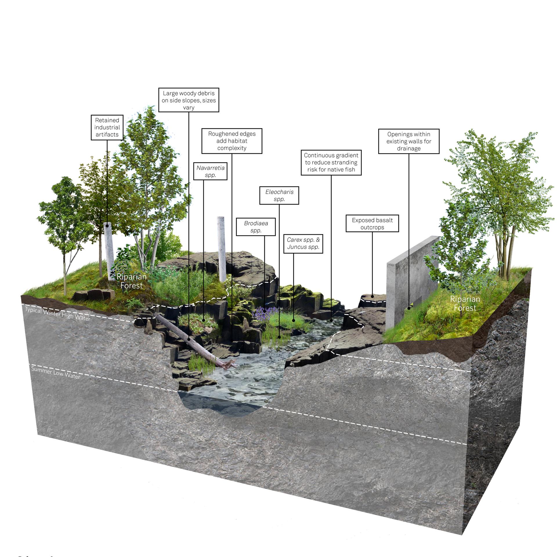 Illustration of an off-channel alcove showing basalt outcrops, native plants, and habitat features for fish and wildlife.