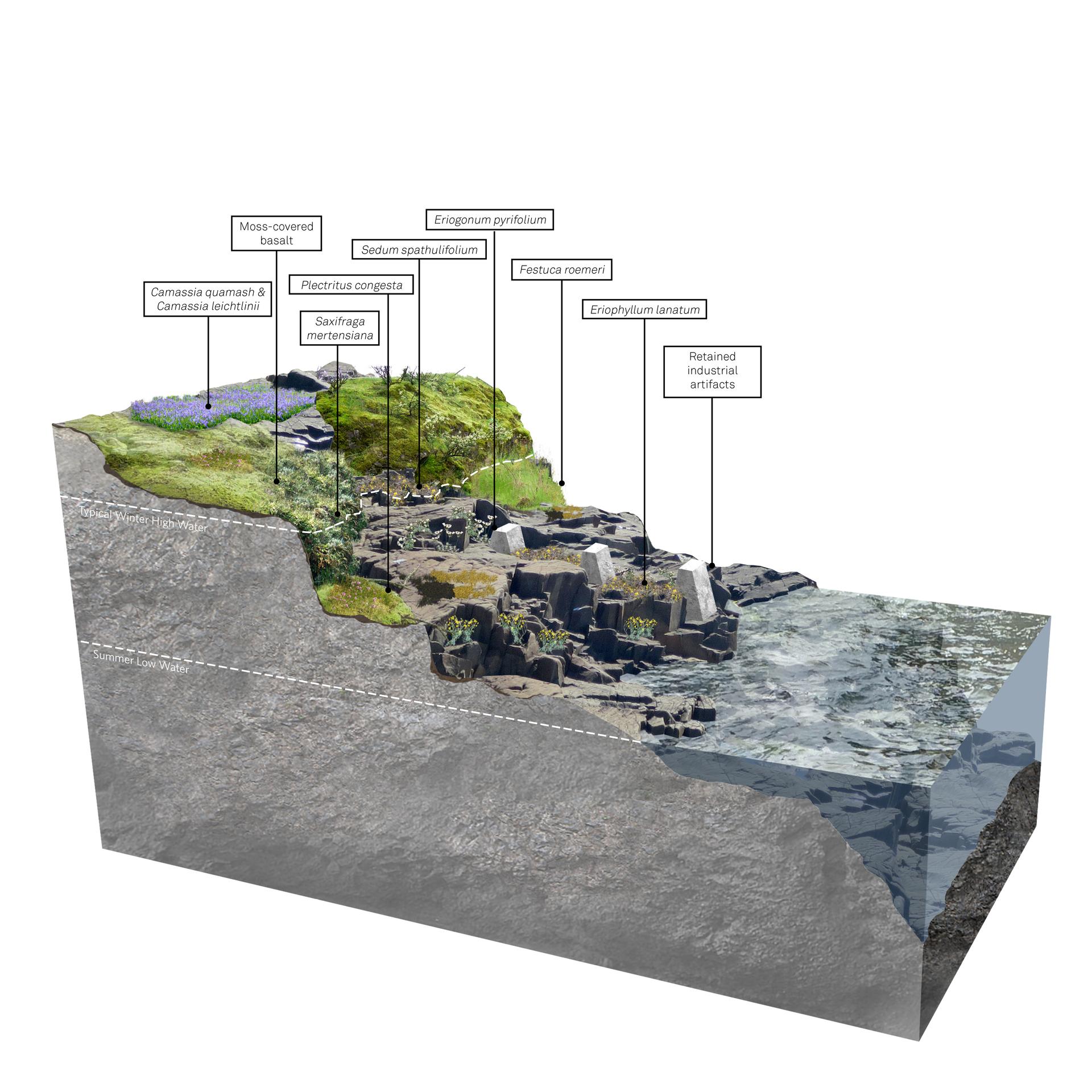 Illustration of riparian basalt habitat with wildflowers, moss, and rock outcrops.