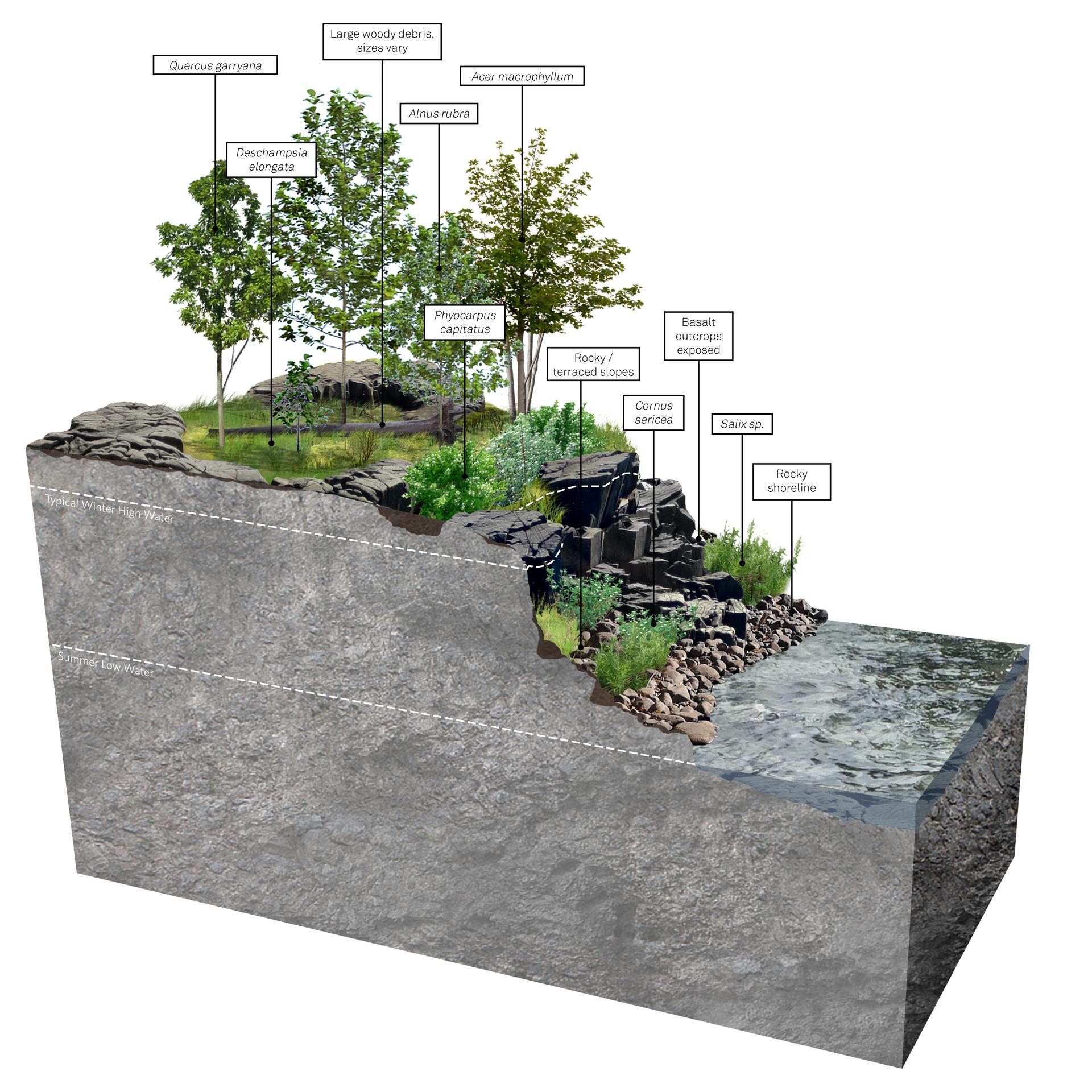 Illustration of riparian forest habitat with native trees, shrubs and rocky shoreline.