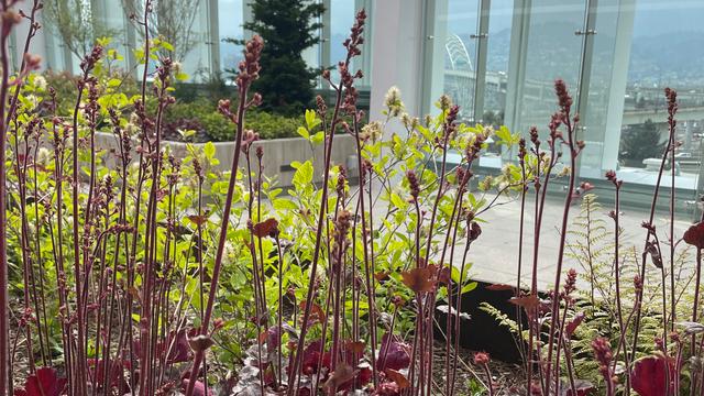 Thumbnail of a garden outside of the burn unit at Legacy Emanuel