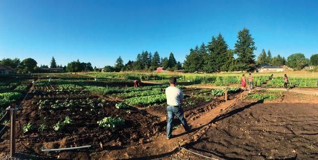 Community garden with rows of vegetables and people tending plots.